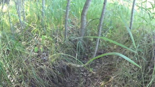 ГРИБНИК чуть не упал в ОБМОРОК ! СРОЧНО нужен ВАЛИДОЛ ! СБОР ГРИБОВ 30 июля 2022 ГОДА ! Грибы 2022 смотреть онлайн