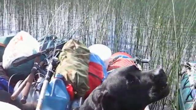 Лабрадоры поют на отдыхе смотреть онлайн