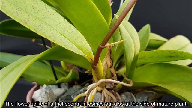 How to Care TRICHOCENTRUM ORCHIDS | Basic Care Guide смотреть онлайн
