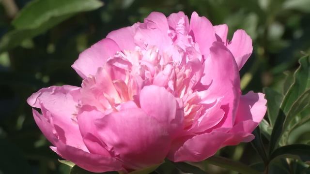 Alaska's Growing Peony Industry смотреть онлайн