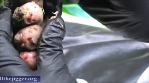 Worst Jiggers of 2016! (3) Trypophobia Triggers