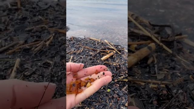 Как добывают янтарь на Калининградском побережье смотреть онлайн