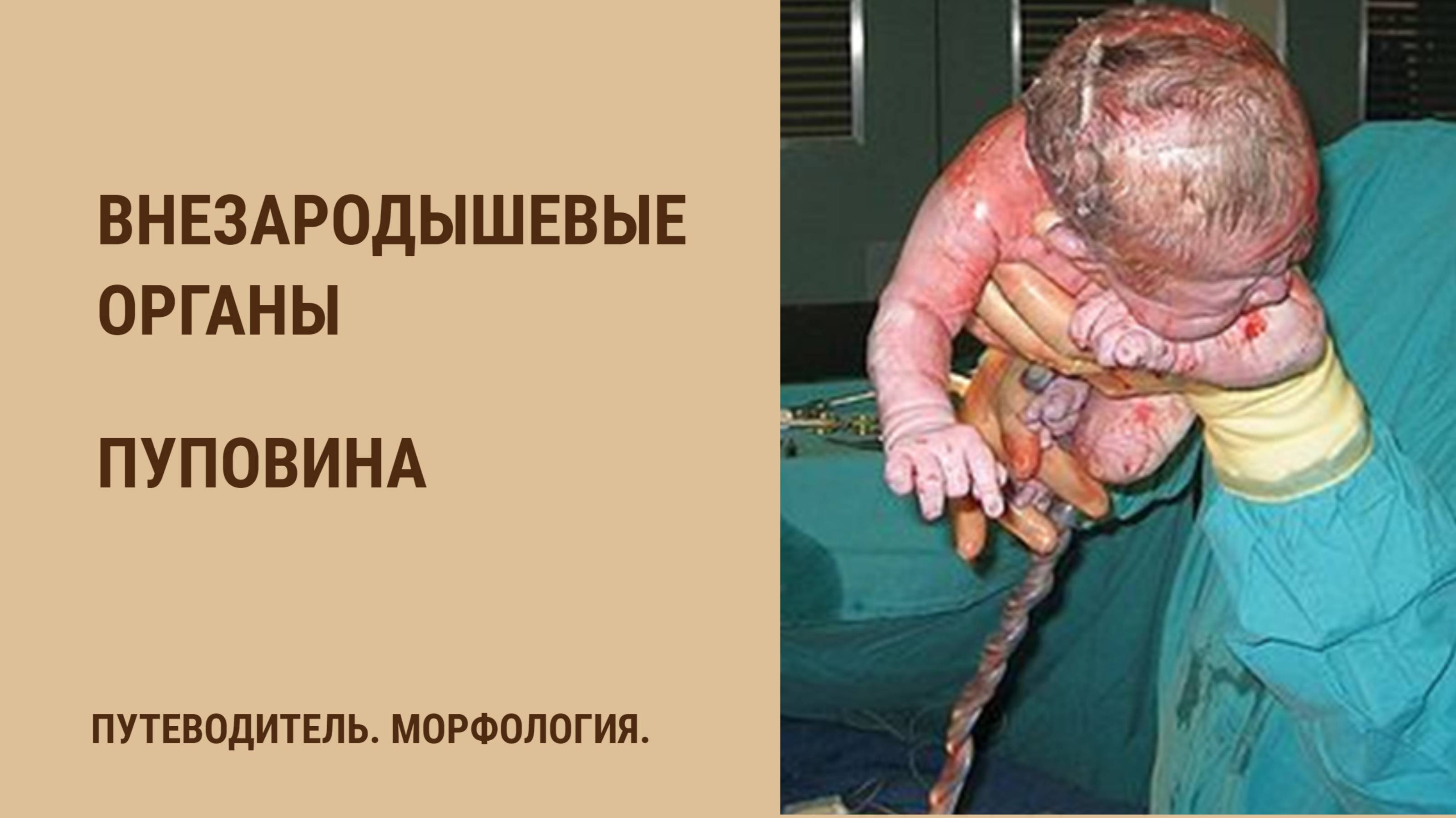 Внезародышевые органы. Пуповина смотреть онлайн