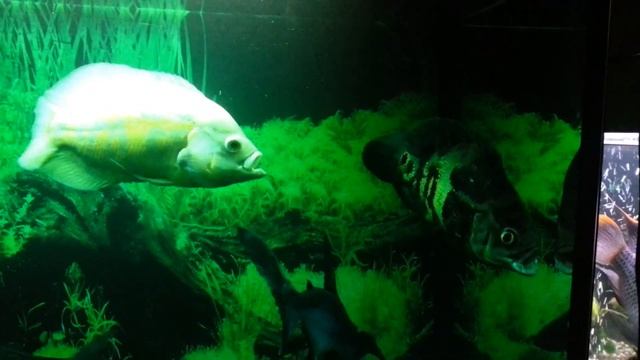 Самцы Астронотусов! Очень красивые и прихотливые рыбки. смотреть онлайн