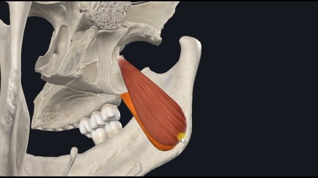 Медиальная крыловидная мышца (m. Pterygoideus Medialis) 3D Анатомия