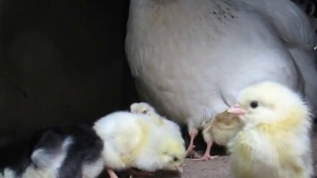 Курица с цыплятами смотреть онлайн