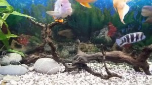 Акара Бирюзовая.Характер и поведение в моем Цихлиднике.