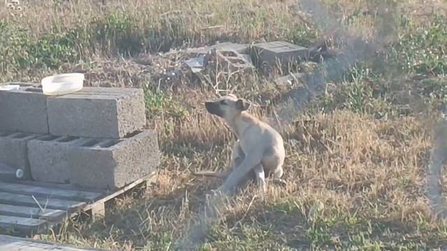 Ужин закончен- можно гулять #Анапа х. Красный смотреть онлайн