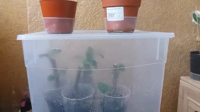 ЦВЕТЕНИЕ ДЕРЕВО МУРАЙИ/2017 смотреть онлайн