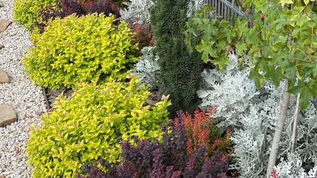 СПІРЕЯ ЯПОНСЬКА ОБРІЗКА навесні. Формування куща. Догляд. смотреть онлайн