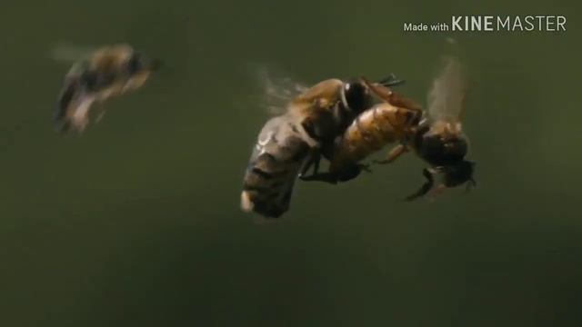 АСАЛАРИ ВА КУРОН.asal Ari Va Quron.