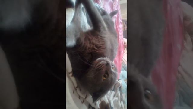 Очень злая кошка смотреть онлайн