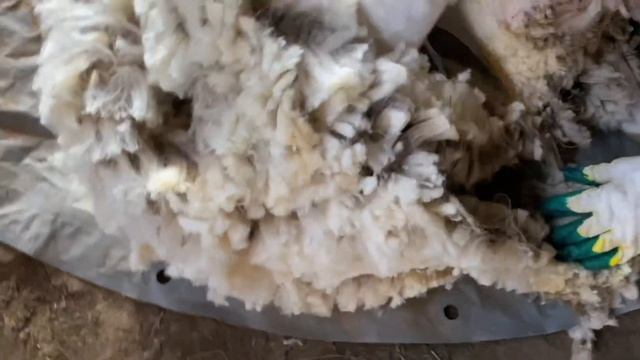 Стрижка овец ножницами смотреть онлайн