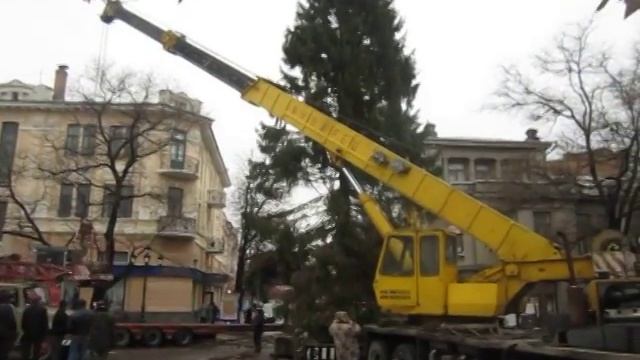 В Симферополе ставят огромную новогоднюю живую елку смотреть онлайн
