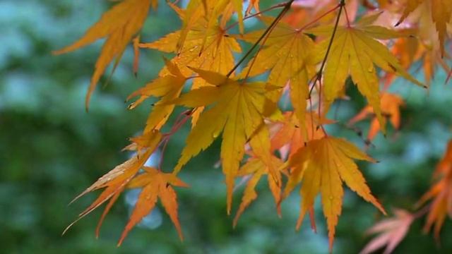Autumn footage / Осенний футаж 14 смотреть онлайн