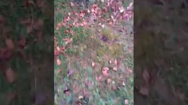 Сколько лет дереву... смотреть онлайн