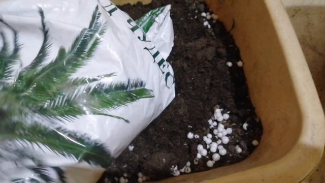 Пересадка фикуса Бенджамина! смотреть онлайн