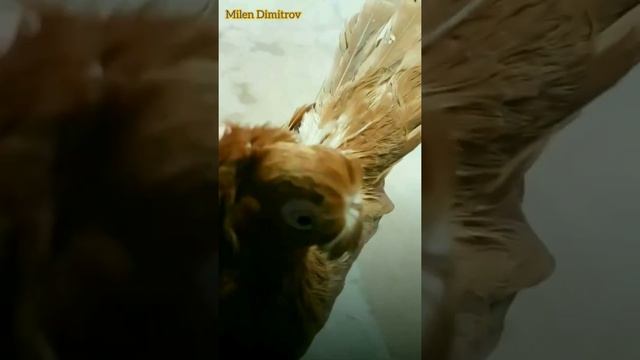 Двухчубые Голуби в Италии смотреть онлайн