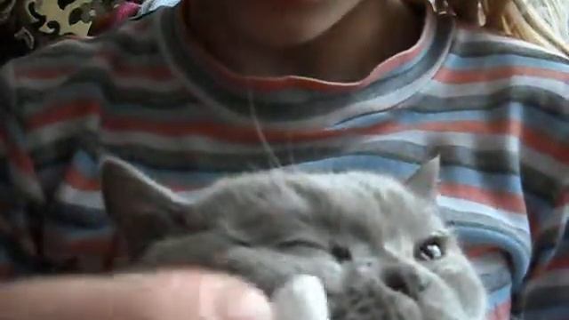 Как протирать глазки котикам смотреть онлайн