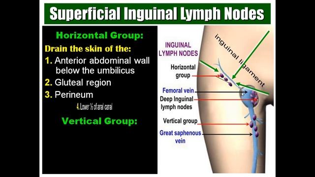 Lymphatic Drainage of the Lower Limb, Dr Adel Bondok смотреть онлайн