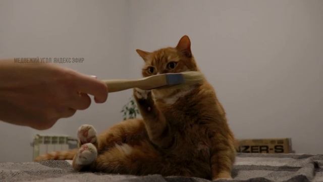 Рыжий котик любит когда его чешут / Красивый кот смотреть онлайн