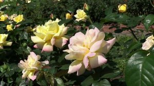 Relax music. White roses in an English garden. - Музыка для души. Белые розы в английском саду.