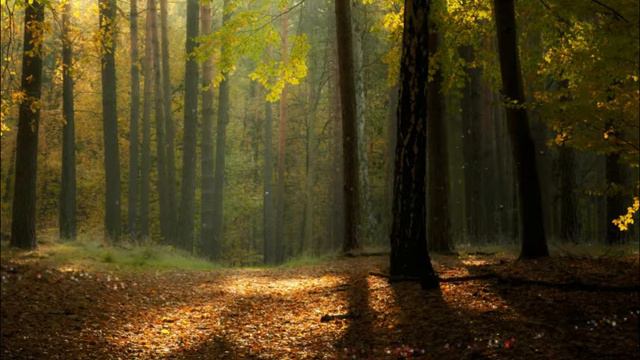 Gary Moore - Spanish Guitar (Instrumental) смотреть онлайн