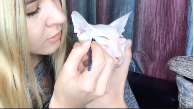 КРАШУ КОШКУ смотреть онлайн