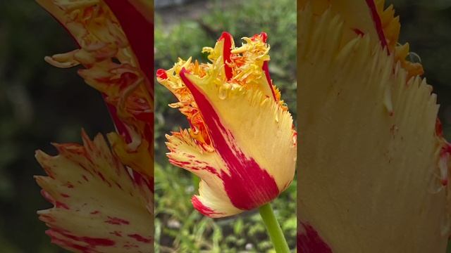 На даче ? #дача #тюльпани #тюльпаны #красота #цветы #garden смотреть онлайн