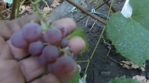 Сорт винограда Сомерсет сидлис.