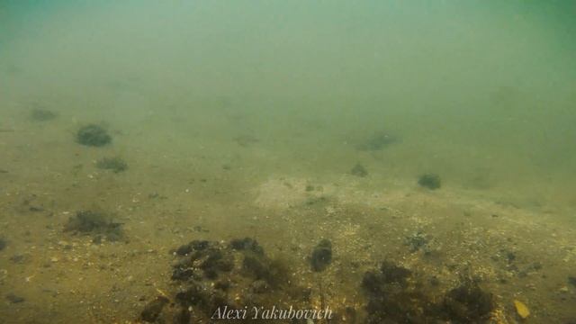 Fish Reaction on Groundbait! смотреть онлайн