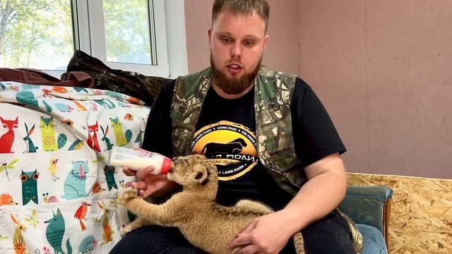 ДАЛИ ШАНС НА ЖИЗНЬ ЛЬВУ И ЛЕОПАРДУ. Новые спасёныши которые стали не нужны. ПАРК ЛЬВОВ ЗЕМЛЯ ПРАЙД