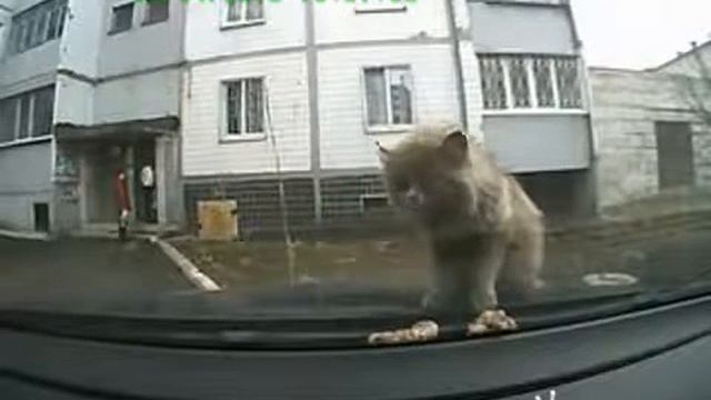 Котёнок блеванул на лобовуху смотреть онлайн