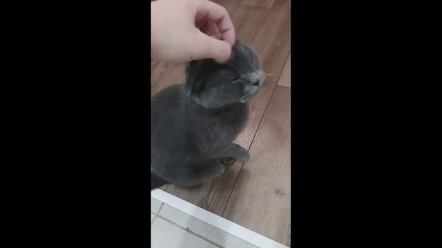 Очень милое видео смотреть онлайн