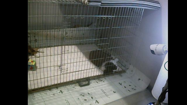 Щенки австралийской овчарки: растём, умнеем, хорошеем! смотреть онлайн