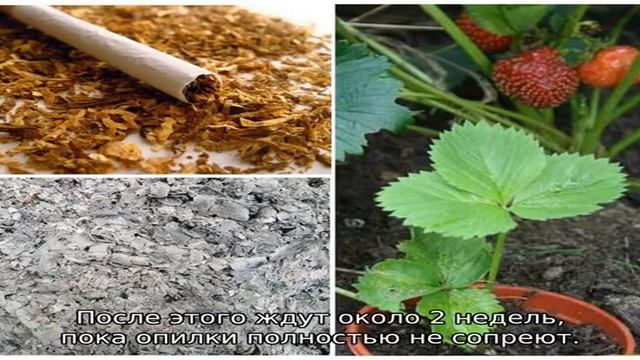 Мульчирование клубники смотреть онлайн