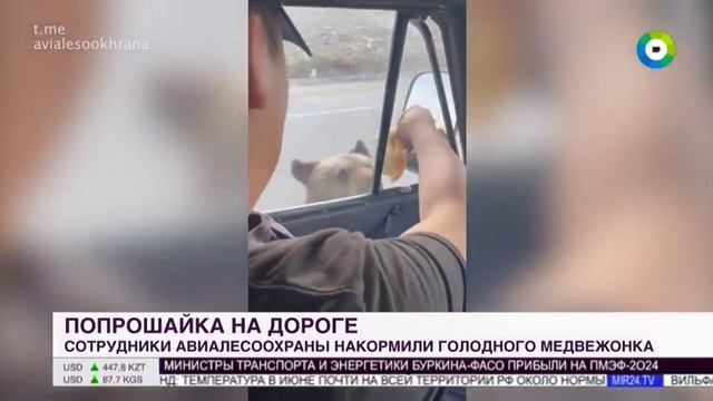 ТК МИР # Новости, Москва, 5 июня 2024
Происшествие с медвежонком в Амурской области смотреть онлайн