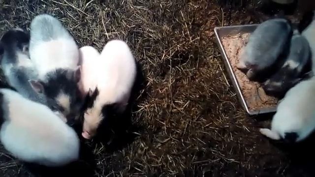 Отъем подсосных поросят от свиноматки. смотреть онлайн