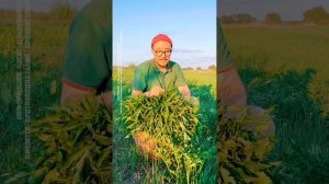 Трава для набора мышечной массы