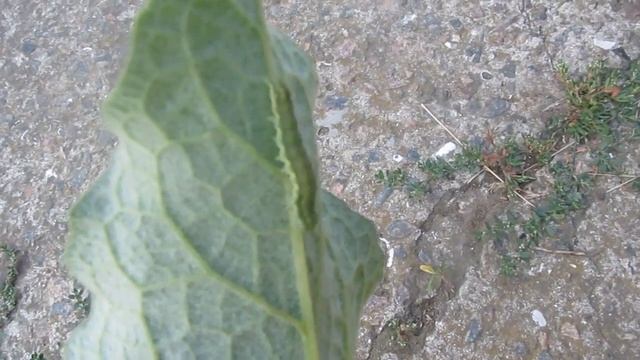 ЗЕЛЕНАЯ ГУСЕНИЦА НОЧНОЙ БАБОЧКИ СОВКА. В Мире животных. Никита Нюняев Одесса Сентябрь 2017 смотреть онлайн