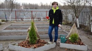 Правила весеннего ухода за туями