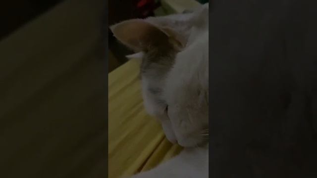 Коты не умеют проявлять любовь? Это миф! Вот как спит рядом со мной кот Оскар ? смотреть онлайн