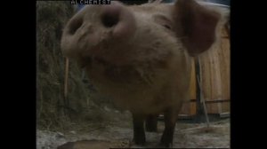 Улица Сезам - Город и деревня