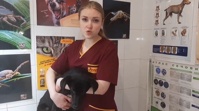 ПИРОПЛАЗМОЗ у Собак - Симптомы, Признаки и Лечение. Советы ветеринарного врача. смотреть онлайн