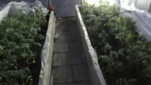 НОЧНОЙ ОБЗОР ТЕПЛИЦЫ С ТОМАТАМИ. Ольга Чернова.