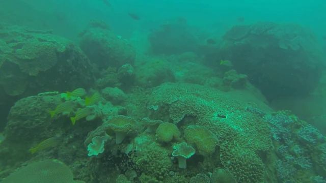 Дайвинг на Шри Ланке у Pigeon Island смотреть онлайн