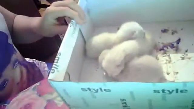 Новорождённые котята смотреть онлайн