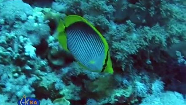 Рыба-бабочка черноспинная. Blackback butterflyfish (Chaetodon melannotus) смотреть онлайн