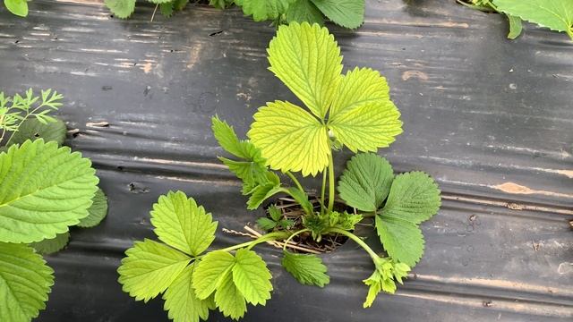 ХЛОРОЗ НА КЛУБНИКЕ: Как БОРОТЬСЯ и чем опасен?! смотреть онлайн