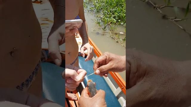 Пираньи на Амазонке. Amazon piranhas cut. смотреть онлайн